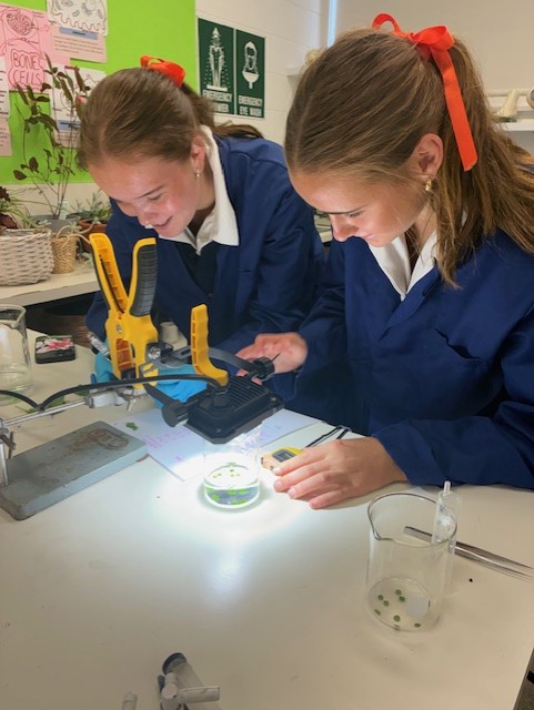 Years 11 and 12 students in class at Fahan School